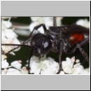 Arachnospila anceps - Wegwespe w001b 8mm - OS-Wallenhorst-Sandgrube-det.jpg